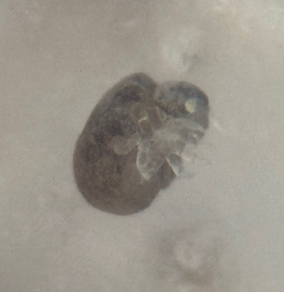 Neelides minutus