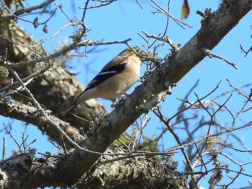 American Goldfinch
