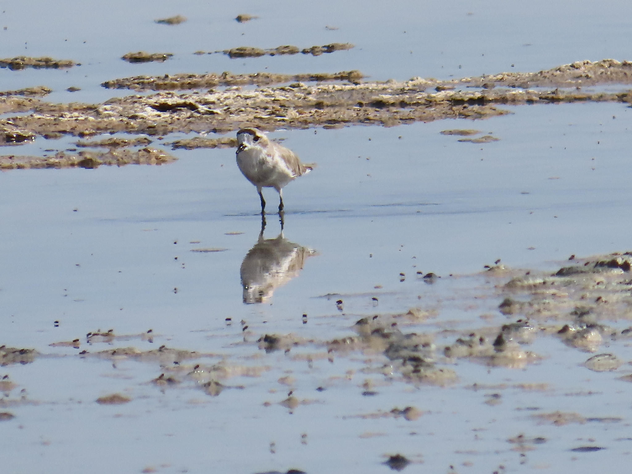 Puna Plover (Anarhynchus alticola)