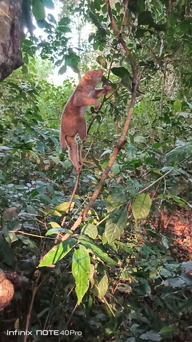 Perodicticus potto juju