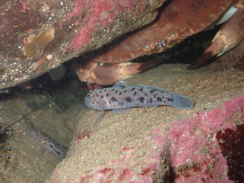 Thorogobius ephippiatus