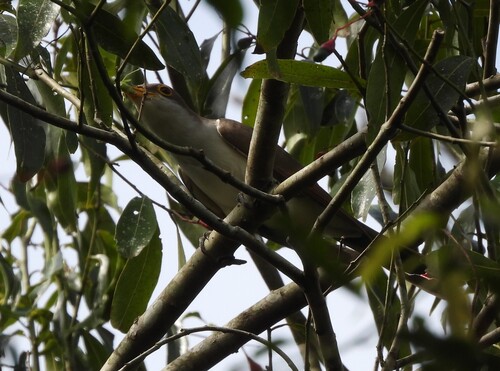 papa-lagarta-de-asa-vermelha observed by pedro1203