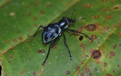 Metapocyrtus lindabonus