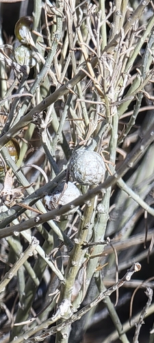 Unknown species found near Albuquerque, NM 87112, USA