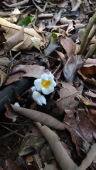 Christisonia calcarata