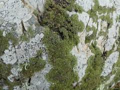 Anaptychia runcinata