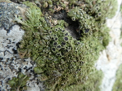 Anaptychia runcinata