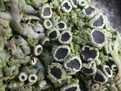 Anaptychia runcinata