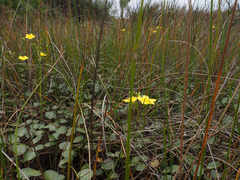 Ornduffia reniformis, photograph author not stated, no rights reserved