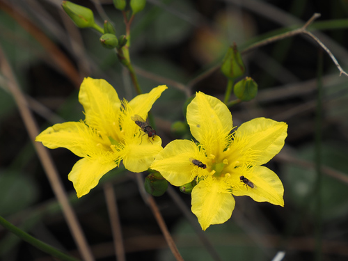 Ornduffia reniformis, photograph 3
