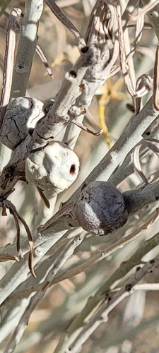 Unknown species found near Albuquerque, NM 87112, USA
