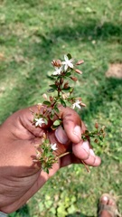 Glinus oppositifolius