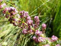 Erica aestiva