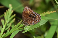 Ptychandra leucogyne