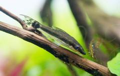 Otocinclus