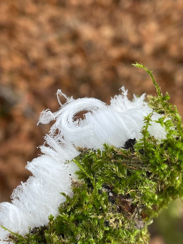 Exidiopsis effusa · December 2025 · photo: © fernium (iNaturalist, cc-by)