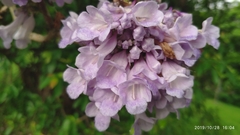 Jacaranda obtusifolia