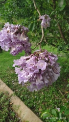 Jacaranda obtusifolia