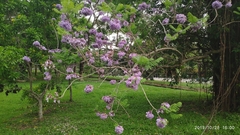 Jacaranda obtusifolia
