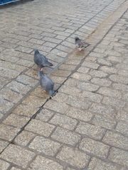 Columba livia domestica