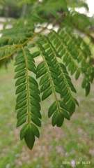 Jacaranda obtusifolia