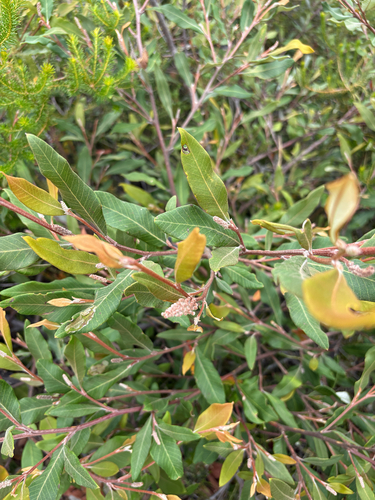 Grevillea macleayana, photograph 6