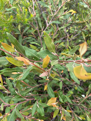 Grevillea macleayana, photograph (c) Bryce Watts-Parker, some rights reserved (CC BY)