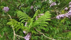Jacaranda obtusifolia