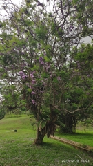 Jacaranda obtusifolia