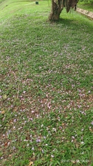 Jacaranda obtusifolia