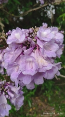 Jacaranda obtusifolia