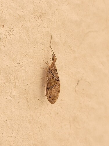 Sympherobius killingtoni
