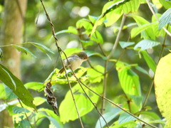 Orthotomus