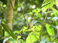 Orthotomus