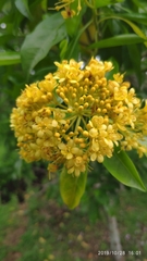 Pteleocarpa lamponga