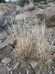 Hilaria rigida