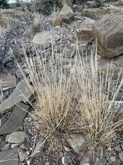 Hilaria rigida