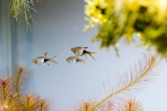 Trigonostigma heteromorpha