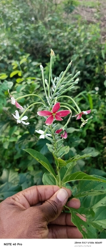 Rangoon Creeper