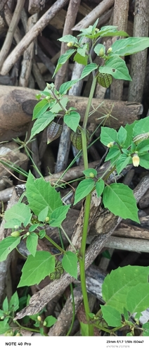 cutleaf groundcherry
