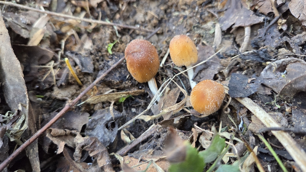 Coprinellus micaceus · December 2025 · photo: © swfeirst (iNaturalist, cc-by)