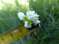 Schizochilus angustifolius