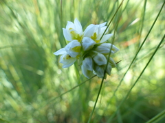 Schizochilus angustifolius