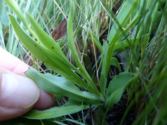 Schizochilus angustifolius