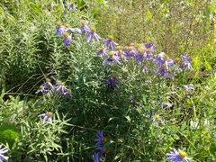 Galatella dahurica