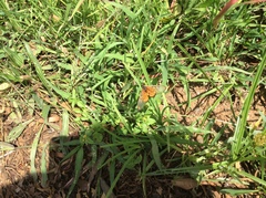 Acraea neobule neobule