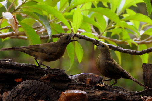 Palm Tanager