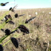 Carex saxatilis laxa - Photo (c) Игорь Поспелов, μερικά δικαιώματα διατηρούνται (CC BY-NC), uploaded by Игорь Поспелов