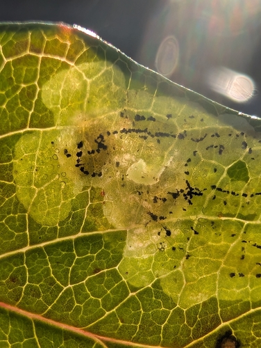Unknown species found near Virginia Beach, VA 23455, USA