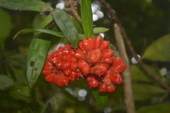 Freycinetia